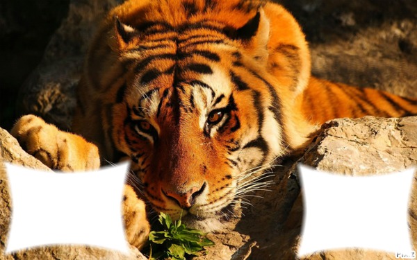 tigresse Montaje fotografico