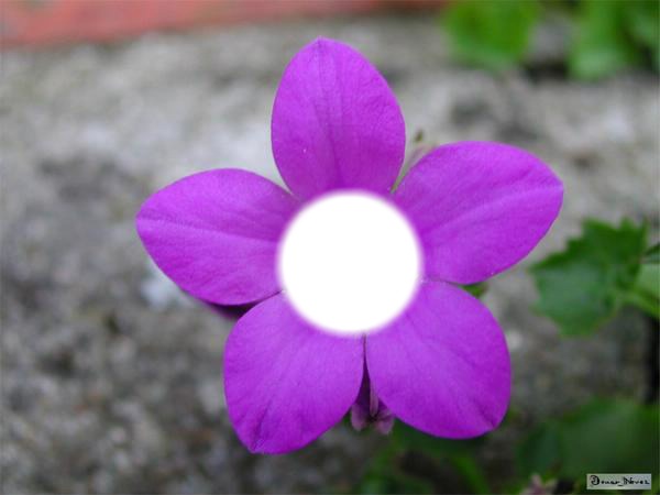 Petite fleur violette. Fotomontage