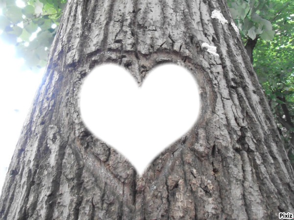 the love tree Valokuvamontaasi