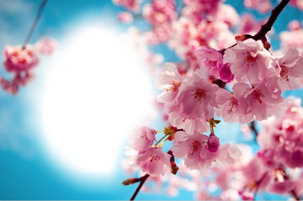 blossom tree Photo frame effect