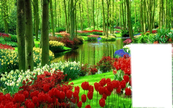 tulipe jardin Фотомонтаж