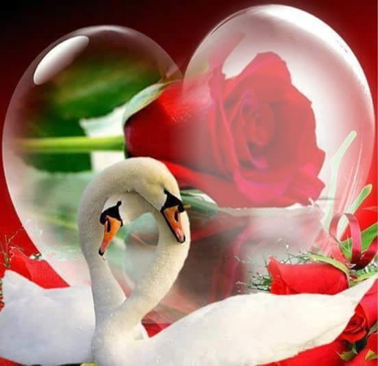 cisne y rosa Fotomontage