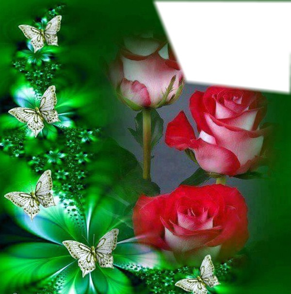 roses of love Fotomontaż
