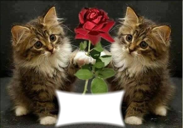 deux chats avec une rose Fotomontāža