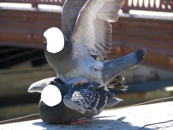 pigeons accouplement Fotomontage