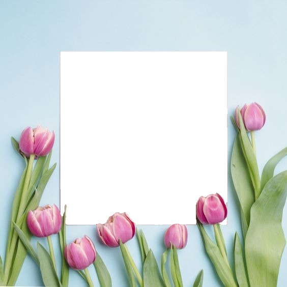 marco y tulipanes fucsia, fondo cielo. Fotomontagem