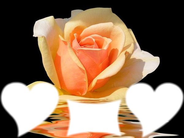 Orange Rose Photo frame effect