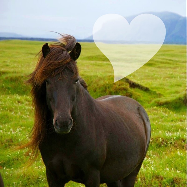 cheval sauvage Фотомонтажа