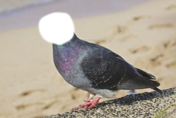 pigeon tête Фотомонтаж