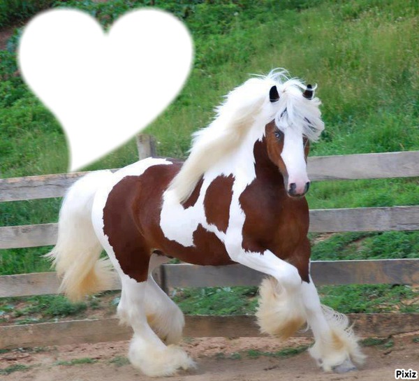 Most beautiful horse in the life Montage photo