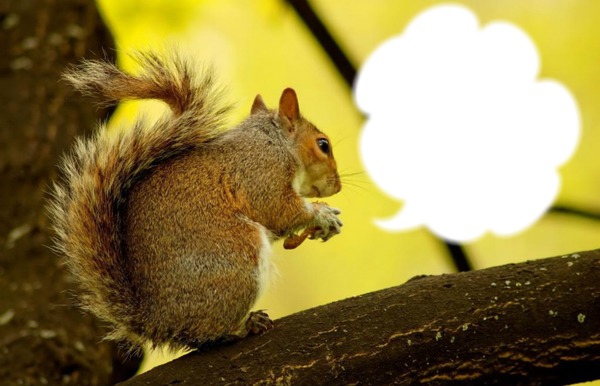 un écureuil* Montaje fotografico