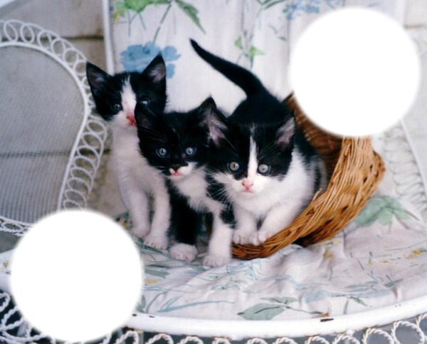 *Famille chatons* Fotomontaža