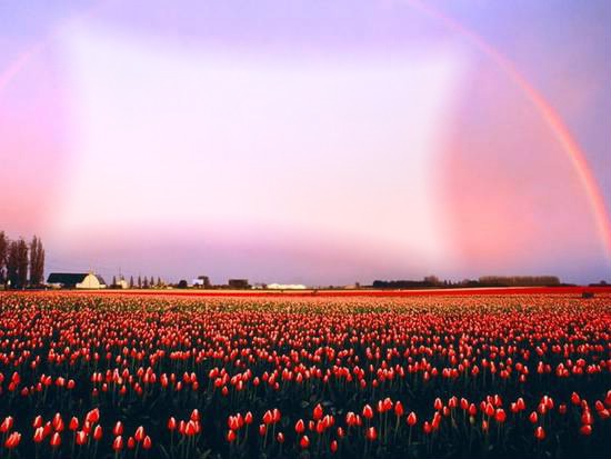 Campo tulipani Fotomontaggio