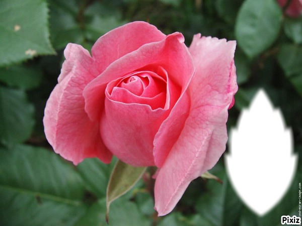 *Coeur parfum de rose* Fotomontage
