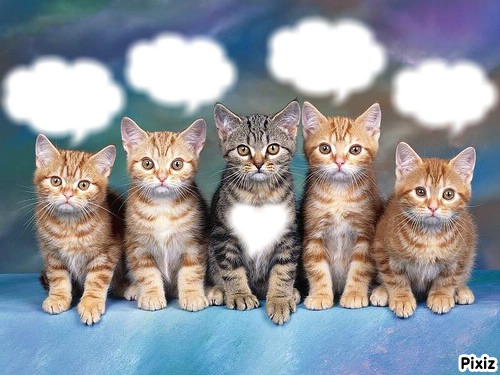 les chats Photomontage