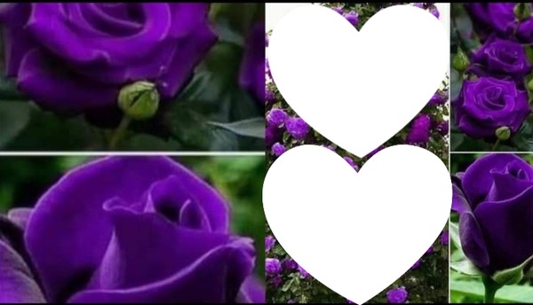 La violette Valokuvamontaasi