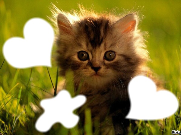petit chaton Fotomontagem