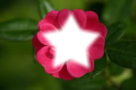 Fleur r♥se avec étoile Fotomontage