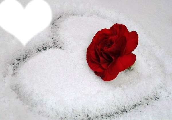 Rose rouge + neige Photomontage