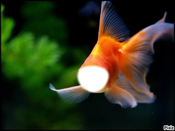 poisson rouge Montaje fotografico