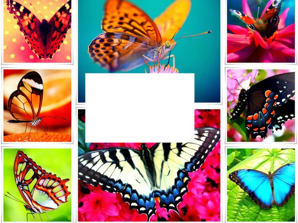 butterfly Photomontage