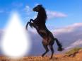 caballo negro Фотомонтаж