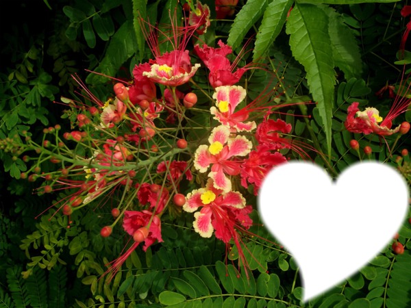 fleurs des tropiques Fotomontage