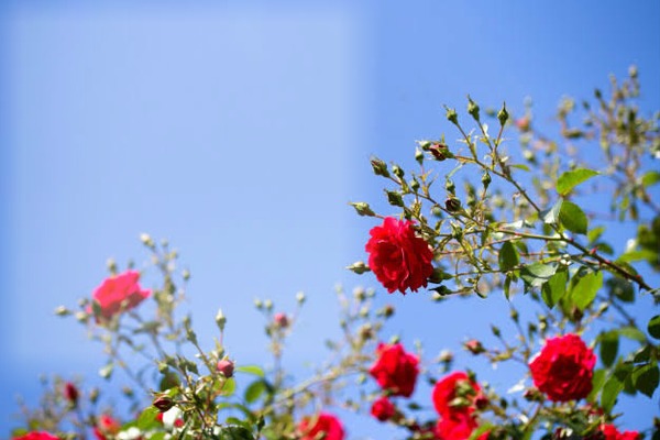 Rosas Vermelhas com Céu Azul ao Longe By "Maria Ribeiro" Fotomontagem