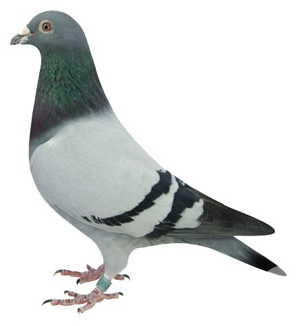 sa pigeon Fotomontáž