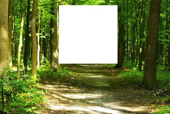Forêt Fotomontage