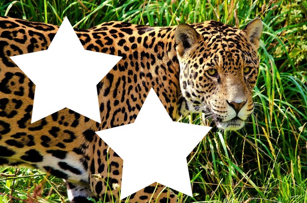 jaguar Fotomontāža