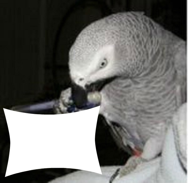 perroquet gris Montaje fotografico