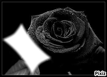 rose noir Montage photo