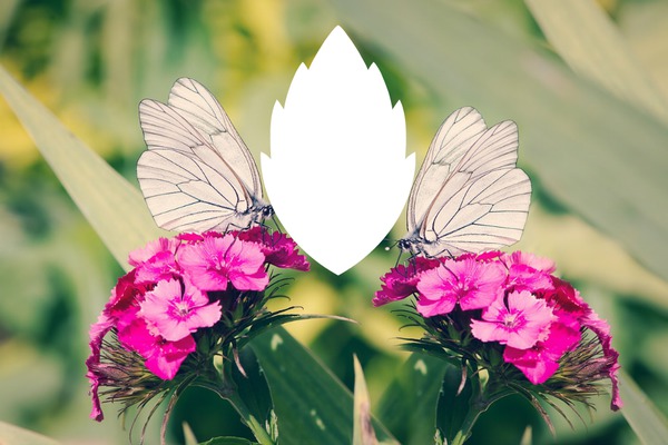 borboletas Fotomontagem