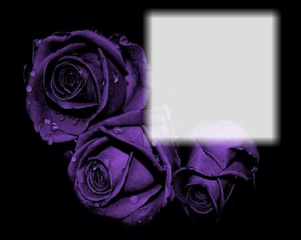 purple roses Fotomontasje