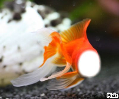 poisson rouge Montaje fotografico