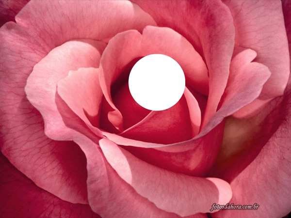 rosa rosa Montaje fotografico
