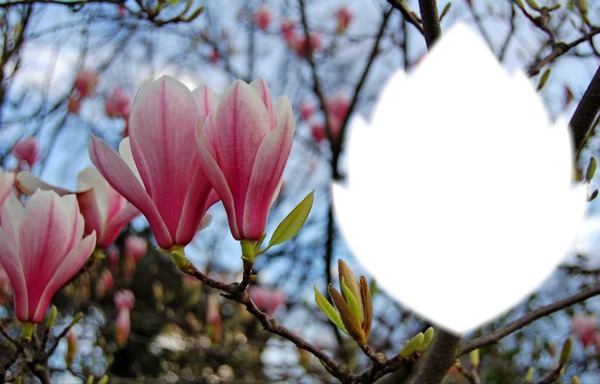 fleurs magnolias Montaje fotografico