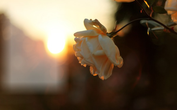 вечерняя роза Фотомонтаж