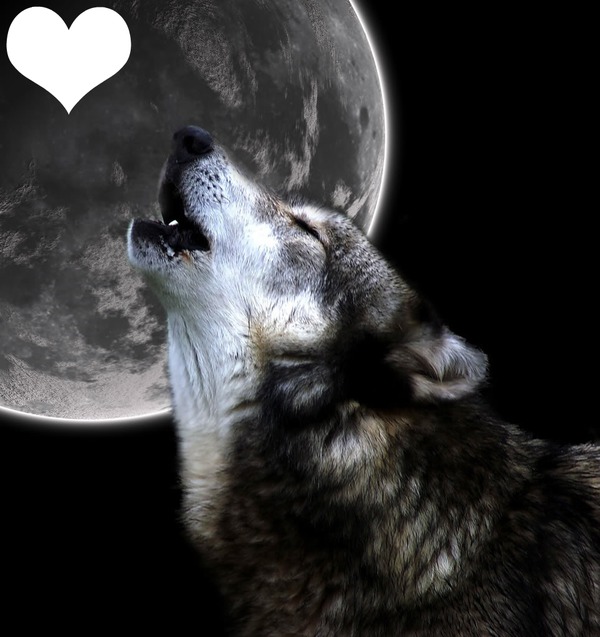 Lobo en la Luna Montaje fotografico