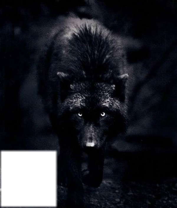 loup noir avec carré Fotomontaggio