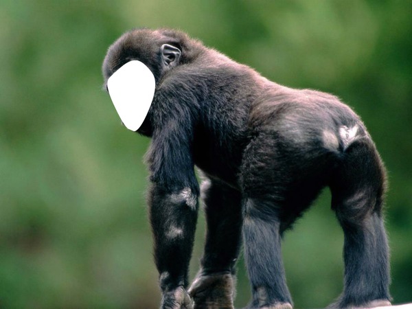 macaco Fotomontagem