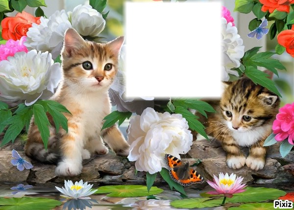 chat Photo frame effect