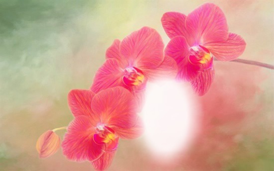 Cc orquídeas Фотомонтаж
