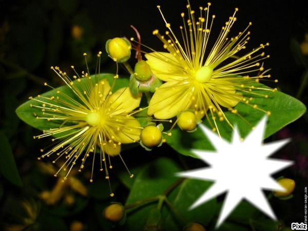 fleur du millepertuis Montaje fotografico