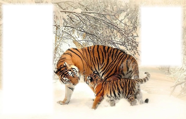 tigrisek Fotómontázs