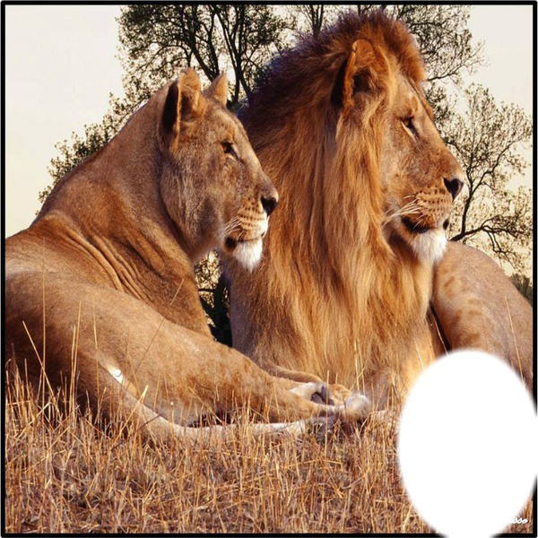 LION Photo frame effect