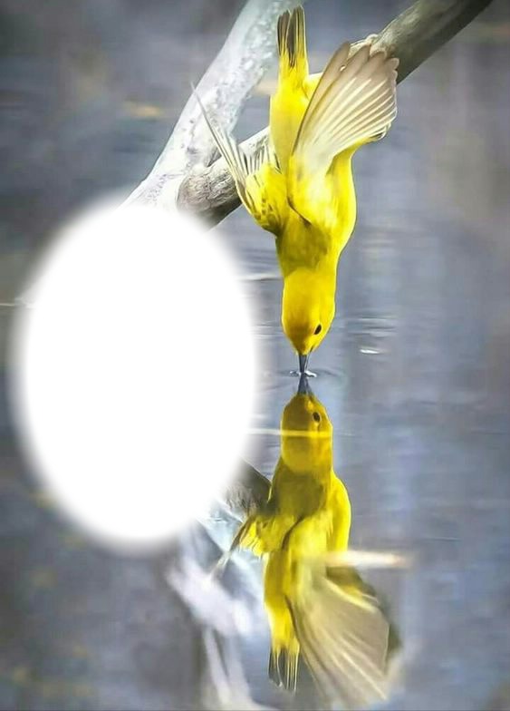 Oiseau jaune-reflet-miroir フォトモンタージュ