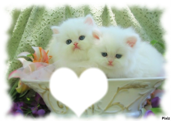 *famille chatons * Montage photo