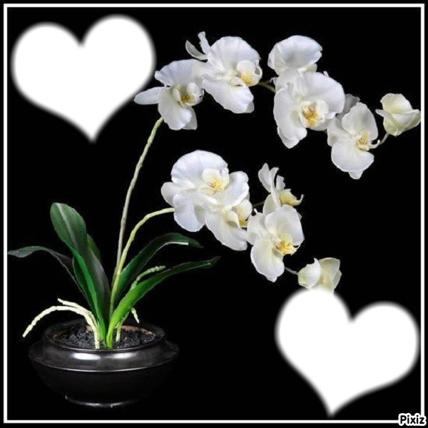 "Orchidées" Photo frame effect
